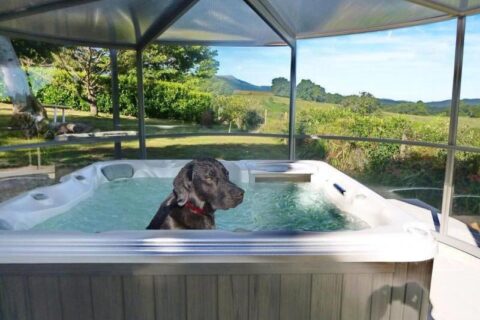 Dog in hot tub